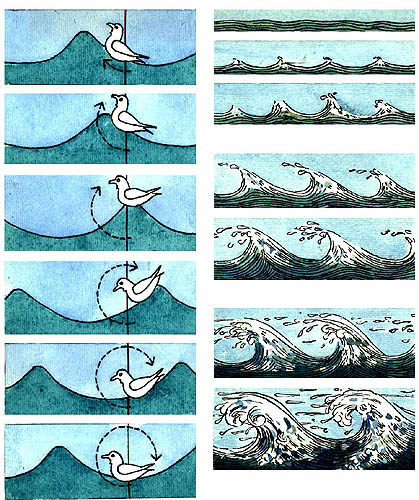 Imagen donde se muestra el impulso que da una ola a una gaviota as como el tamao y la furia de una ola