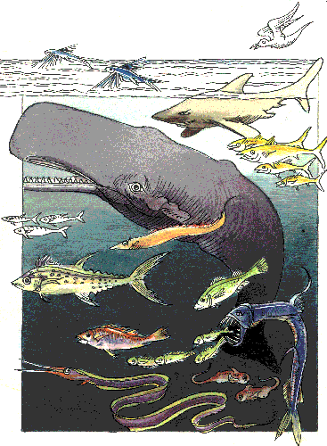 Imagen donde se observan diferentes especies que viven en el mar como el tiburn, la ballena, etc.