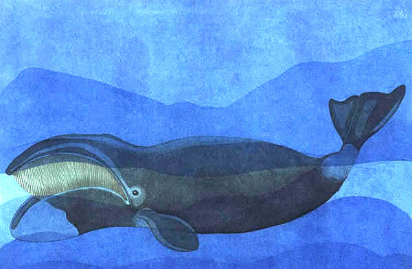 Imagen de una ballena misticeta
