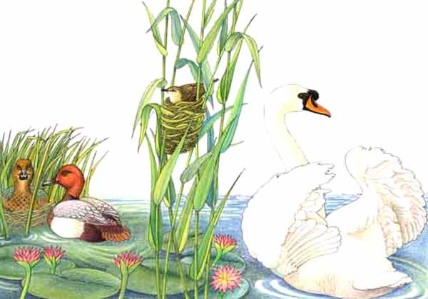 Imagen donde aparece un cisne con un par de patos en un lago