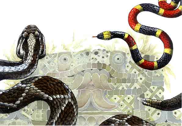 Imagen donde se aprecian diferentes tipos de serpientes
