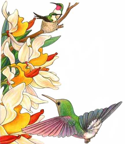 Imagen de un nido de colibres sobre una rama rodeada por flores