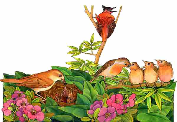 Imagen donde se aprecia a diferentes tipos de aves siendo alimentados por sus padres