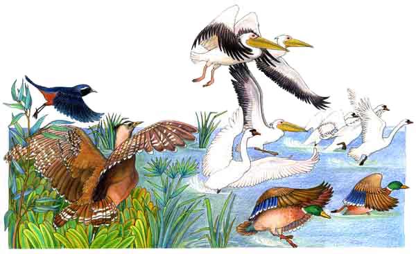 Imagen donde se aprecian diferentes aves como patos, gansos, ocas y pelcanos