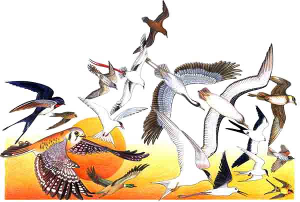 Imagen donde aparece una migracin de golondrinas, halcones, patos y otras especies