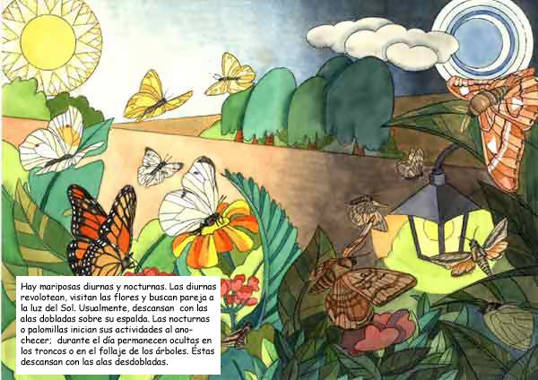 Imagen que representa las actividades de las mariposas diurnas y de las mariposas o palomillas nocturnas