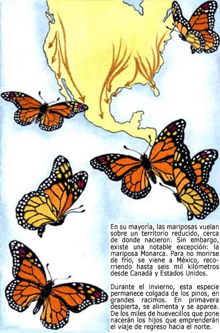 Imagen que muestra la ruta que sigue la mariposa monarca cuando se traslada a Mxico para pasar el invierno