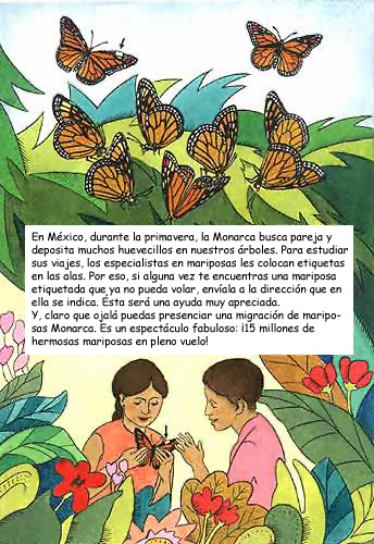 Imagen que muestra la importancia de las etiquetas que poseen algunas mariposas monarca