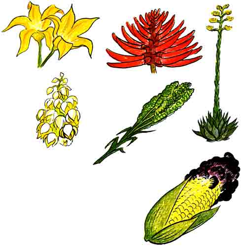 Imagen de la flor de calabaza,  la flor de colorn, la flor de izote y la flor de quiote