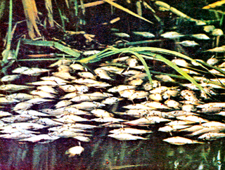 Imagen de la contaminacin del agua la cual causa muertes de peces