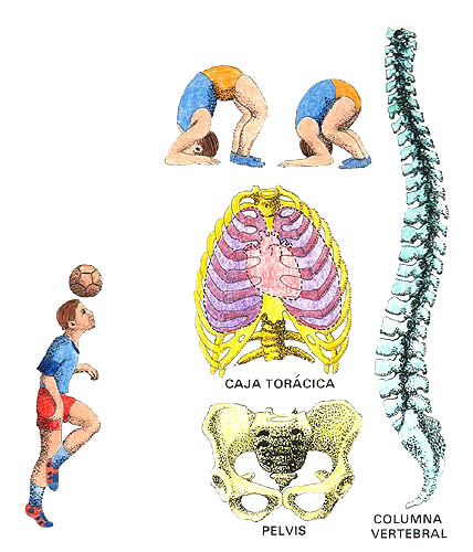 Imagen de la columna vertebral, caja torxica y la pelvis