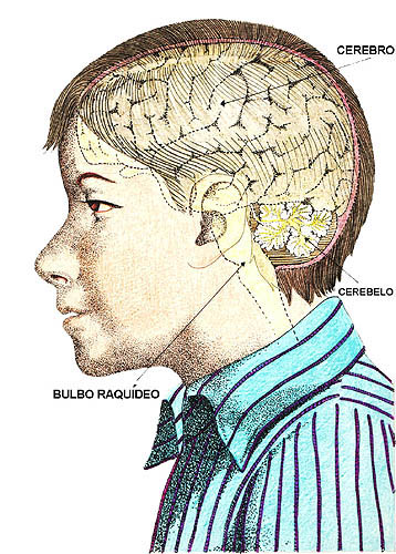 Imagen que seala el lugar donde se encuentra el cerebro, el cerebelo y el bulbo raqudeo