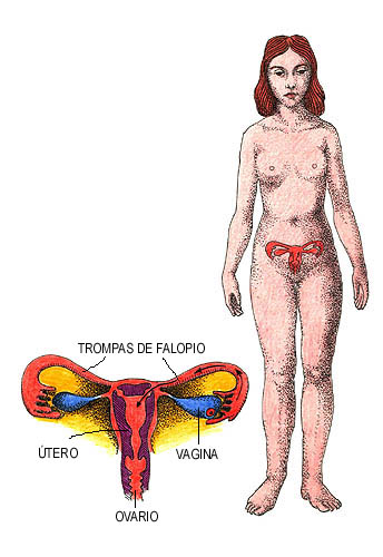 Imagen del aparato reproductor femenino