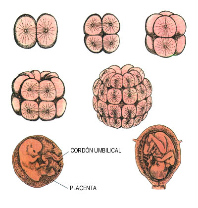 Imagen de las divisiones de una clula