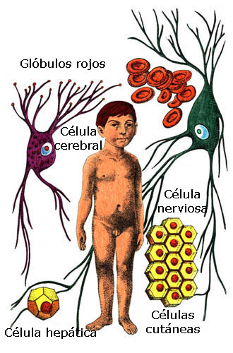 Imagen que muestra los glbulos rojos, la clula cerebral, la clula nerviosa, la clula heptica y las clulas cutneas