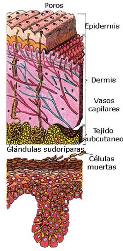 Imagen de las capas de la piel
