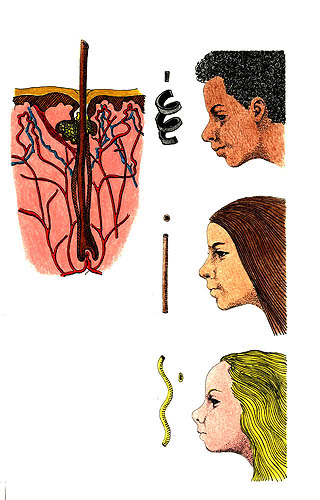 Imagen de los diferentes tipos de cabello