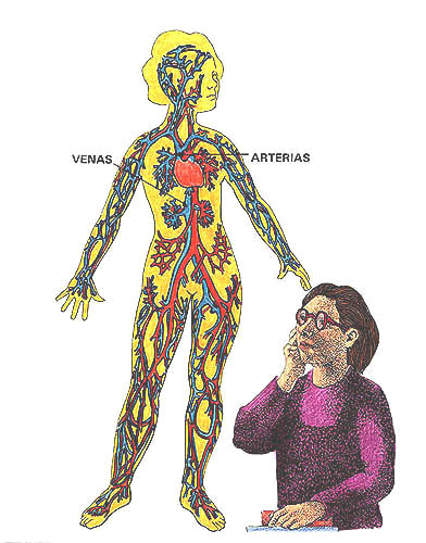 Imagen de las arterias y venas del cuerpo humano