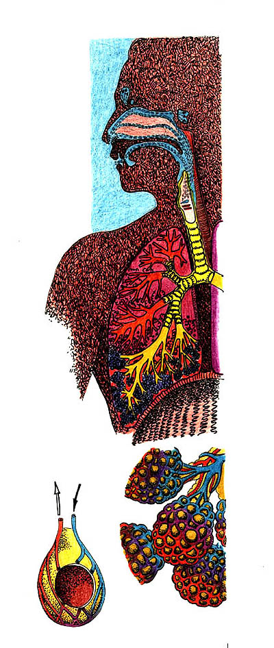 Imagen de los pulmones
