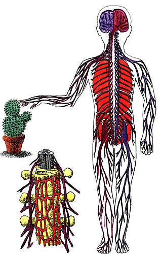 Imagen del sistema nervioso