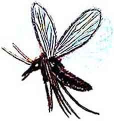 Imagen de un mosco