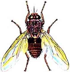 Imagen de una mosca