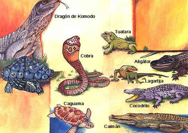 Imagen de diferentes tipos de reptiles