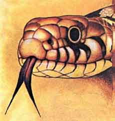 Imagen de una serpiente