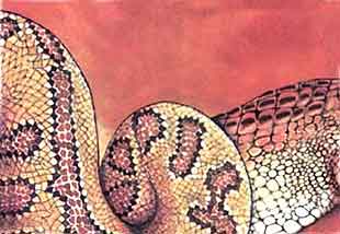 Imagen de piel de serpiente