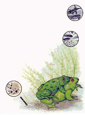 Imagen de la reproduccin de los anfibios