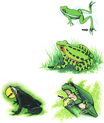 Imagen que muestra la diferencias entre las ranas y los sapos