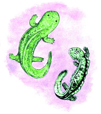 Imagen de una salamandra y un ajolote