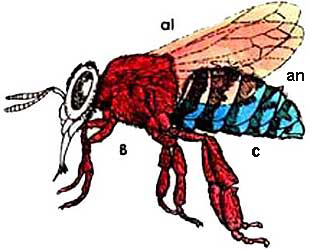 Imagen de una mosca