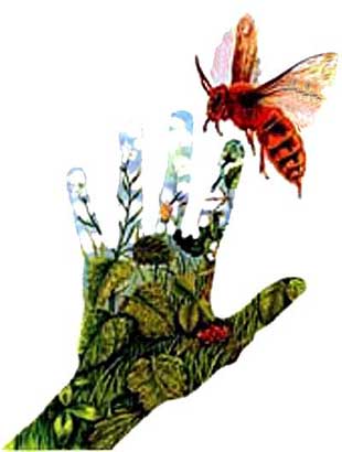 Imagen de una mano alcanzando una abeja