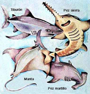Imagen de un pez sierra, un tiburón, una manta y de un pez martillo