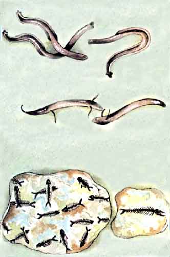 Imagen de anguilas y fósiles de peces