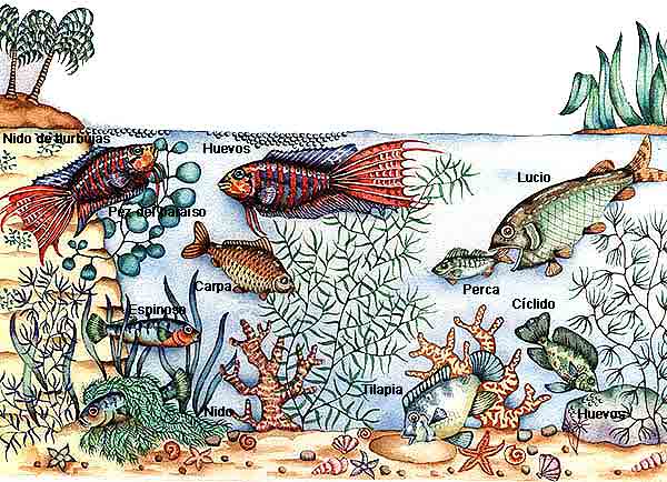 Imagen de diferentes especies de peces