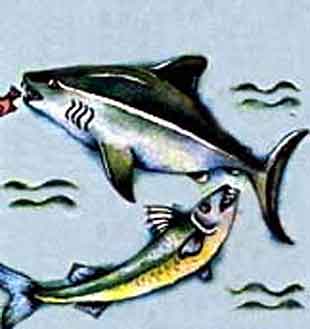 Imagen de una barracuda y un tiburón