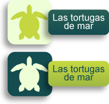 Las tortugas de mar