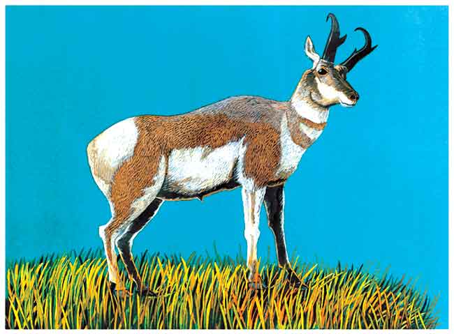 Sobre un pastizal amarillo y verde va caminando un berrendo, este animal es muy parecido a la cabra, su cola y sus orejas son cortas, es de color café y blanco.