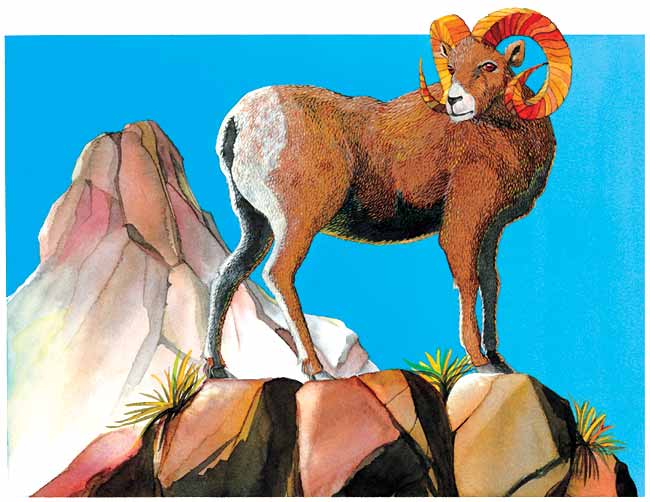 Un borrego cimarrón con sus grandes cuernos enroscados, está sobre una montaña rocosa contemplando  el paisaje.