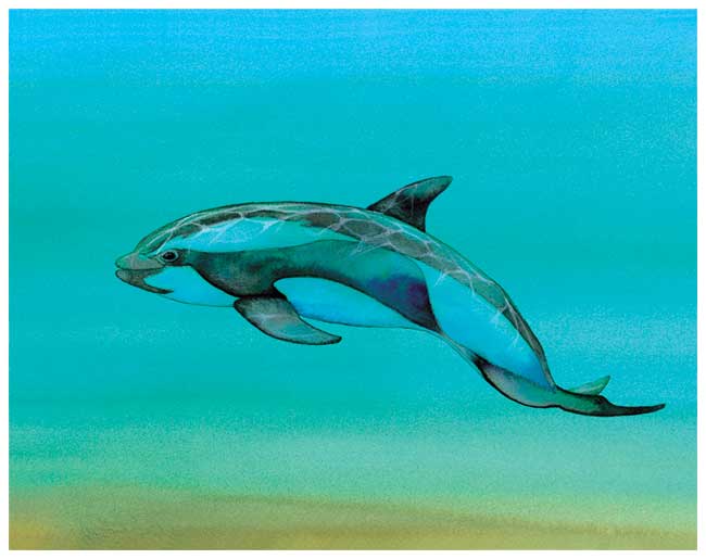 Es la imagen de un cochito que es un pariente del delfín y de la ballena, aunque el cochito es más pequeño, muy parecido al delfín y con las manchas de las ballenas.