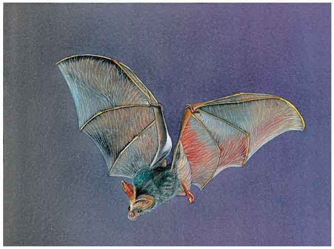 Es la imagen de un murciélago volando.
