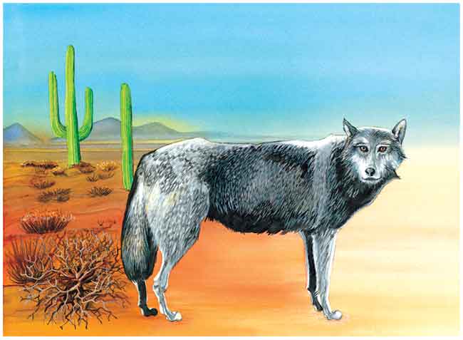 Con un paisaje desértico de fondo hay un lobo gris de pie atrás de él hay un par de cactus y junto a él una zarza.