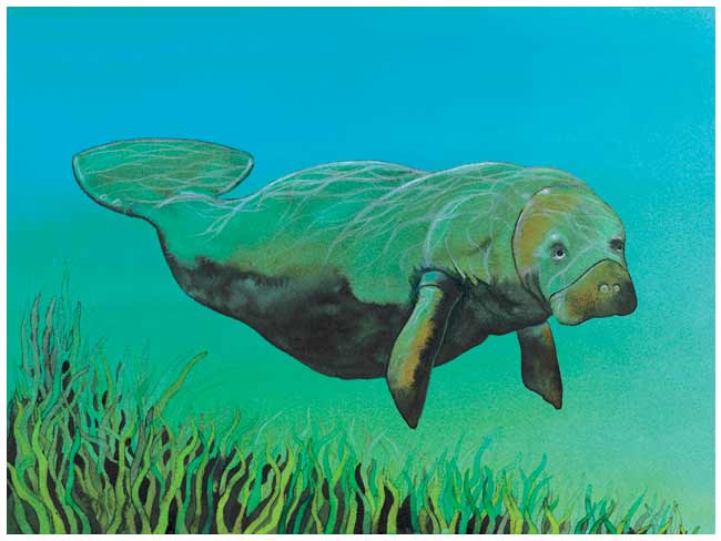 Inmerso en agua verde azulada hay una manatí que es un animal parecido a la ballena pero de menor tamaño.
