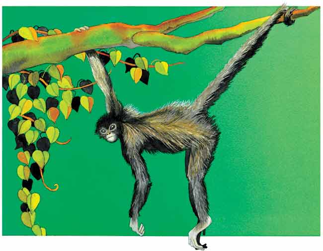 De una rama junto a algunas hojas verde amarillento cuelga un mono araña se sostiene con una de sus extremidades superiores y con su cola.