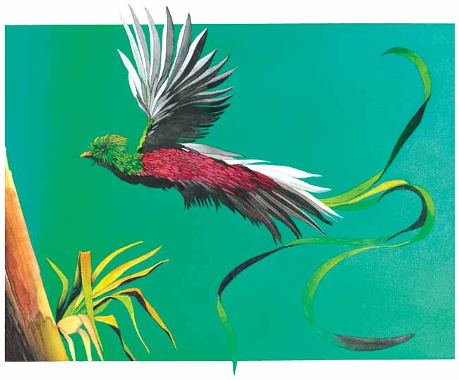 Junto a unas ramas de las que salen unas hojas largas y delgadas de color verde amarillo, vuela un quetzal.