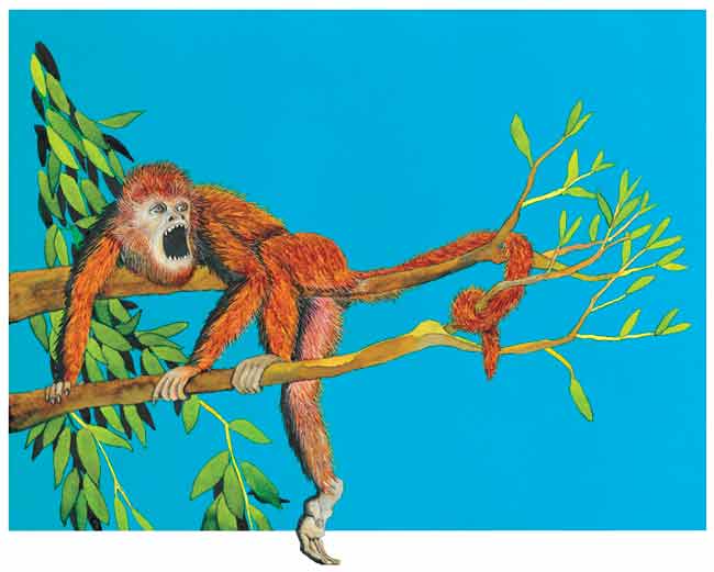 Sujetandose con tres de sus extremidades y enroscando la cola a una rama está un saraguato gritando, es muy parecido al mono araña pero de mayor tamaño y peso.