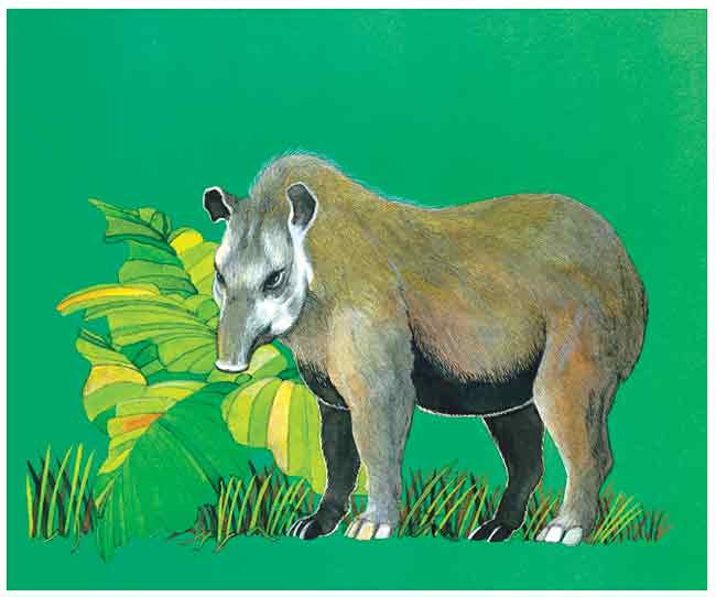 Entre grandes hojas verdes está un tapir, se puede apreciar bien su nariz curva que le sirve para olfatear y comer.