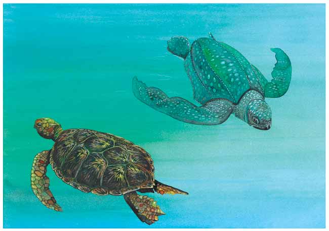 Nadando en el mar están dos tortugas de mar, son muy grandes una es de color cafe y la otra es verde, son dos de las seis especies que hay en nuestro país.